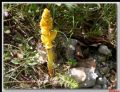 Orobanche lutea